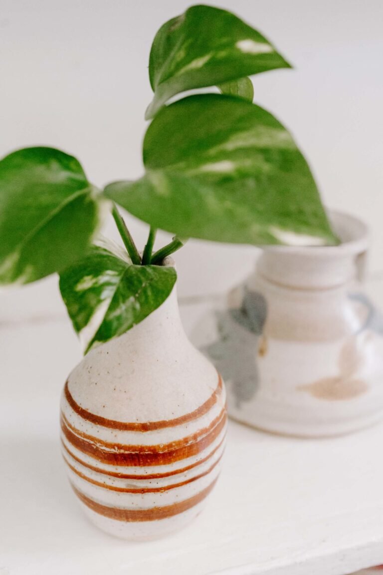 Why I Love Having Houseplants in My Home