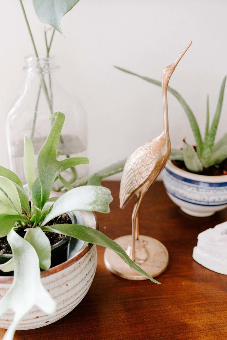 5 Tips for Taking Care of Succulents